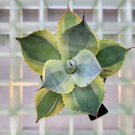 AGAVE POTATORUM 雷神季節冴え覆輪