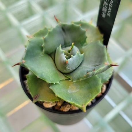 AGAVE 王妃雷神(アオ)