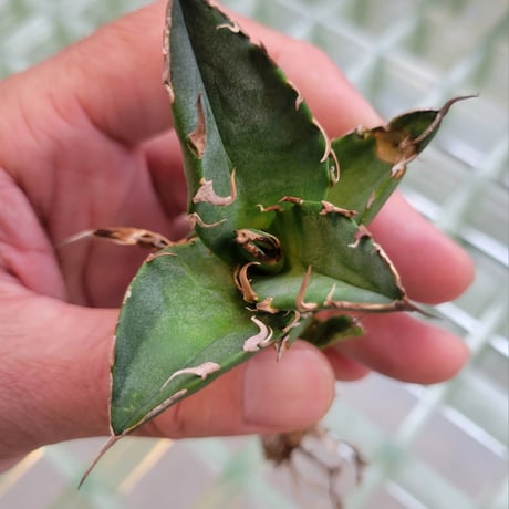 AGAVE FO-076 BIG SPINE