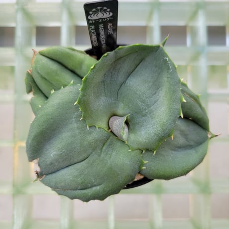AGAVE MARMORATA PAPILIO PLATANOIDES