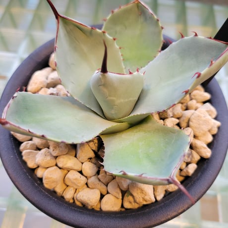 AGAVE PARRYI TRUNCATA HUNTINGTON