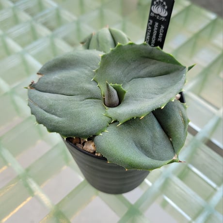 AGAVE MARMORATA PAPILIO PLATANOIDES