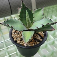 AGAVE TITANOTA × BLUE GLOW
