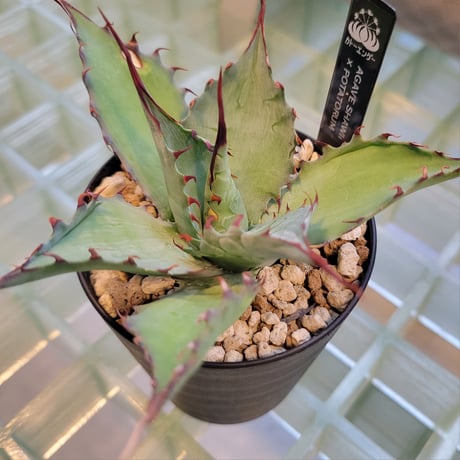 AGAVE SHAWPOT SHAWII × POTATORUM