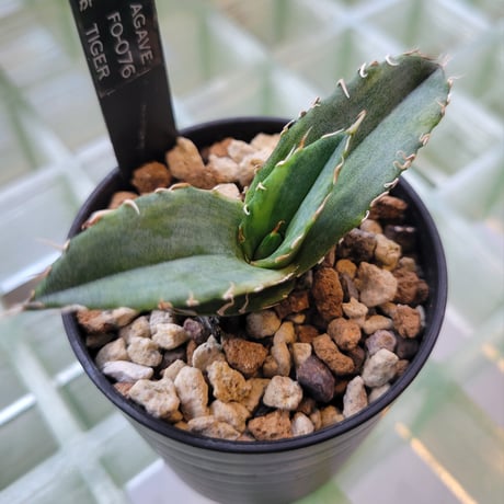 AGAVE FO-076 TIGER