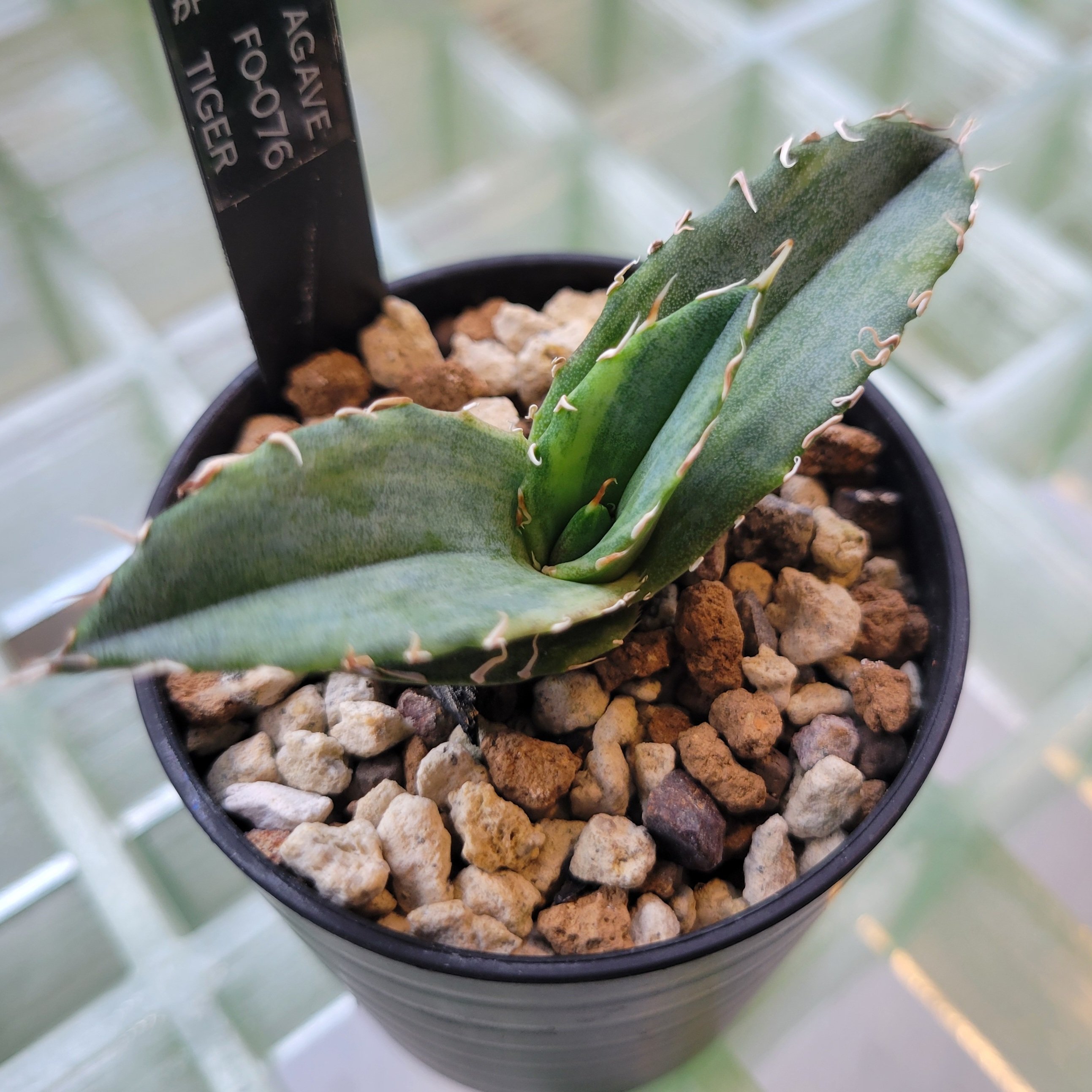 AGAVE FO-076 TIGER | カトーエンゲー東京