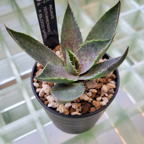 AGAVE ISTHMENSIS ×BLOOD SPOT