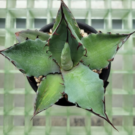 AGAVE TITANOTA × BLUE GLOW