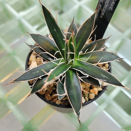 AGAVE SCHIDIGERA WHITE STRIPE