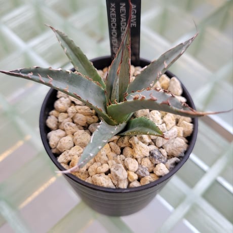 AGAVE UTAHENSIS NEVADENSIS×KERCHOVEI(SP.) 【カトーエンゲーハイブリッド】