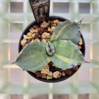 AGAVE SALMIANA FEROX VARIEGATA