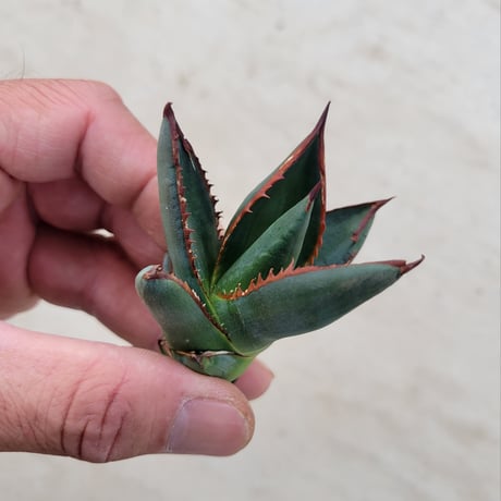AGAVE GHIESBREGHTII MEDIOPICTA ZTF