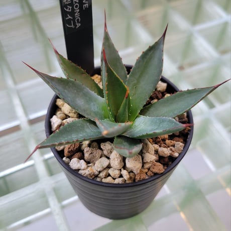 AGAVE ARIZONICA 小型タイプ