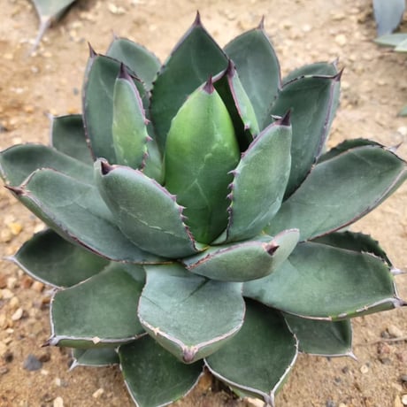 AGAVE ISTHMENSIS × VICTORIAE-REGINAE