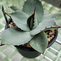 AGAVE PARRYI HUACHUCENSIS 吉祥天
