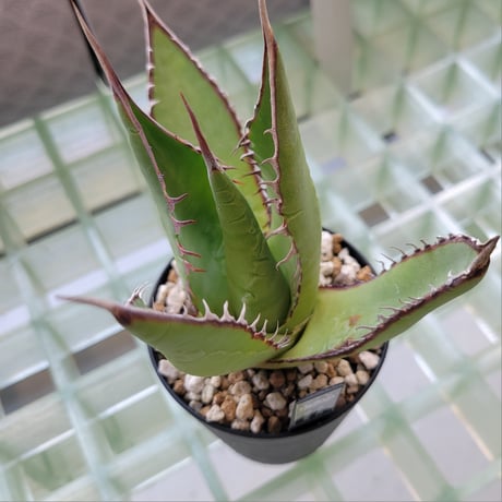 AGAVE SHAWII
