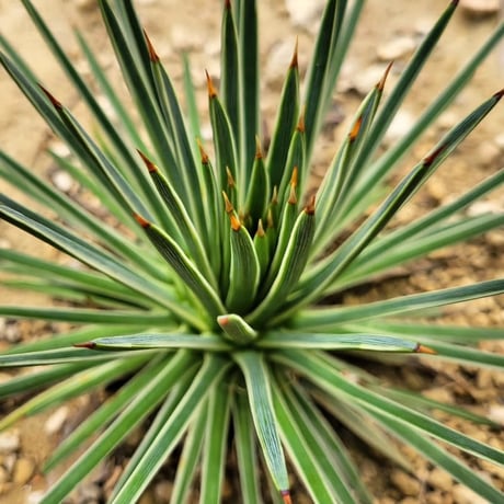 AGAVE 姫吹上白覆輪