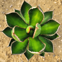 AGAVE GHIESBREGHTII MEDIOPICTA ZTF