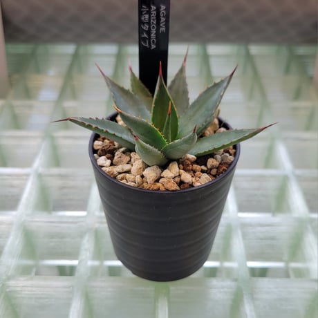 AGAVE ARIZONICA 小型タイプ