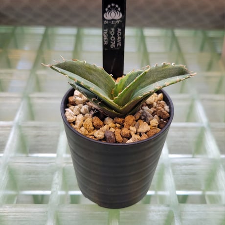 AGAVE FO-076 TIGER