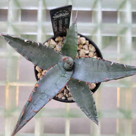 AGAVE KERCHOVEI(SP.)×COLORATA【カトーエンゲーハイブリッド】