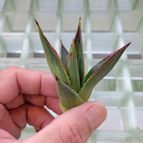AGAVE BLUE GLOW  VARIEGATA　縞斑