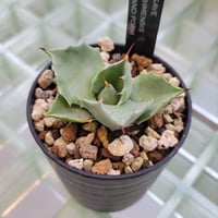 AGAVE ISTHMENSIS INLAND FORM