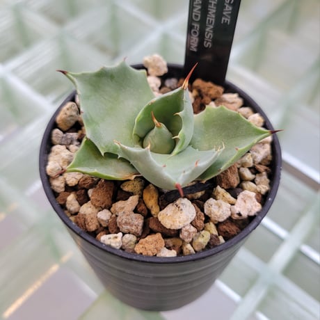 AGAVE ISTHMENSIS INLAND FORM