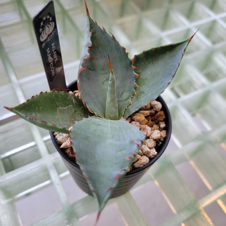 AGAVE MAD COW(COLORATA×BOVICORNUTA)
