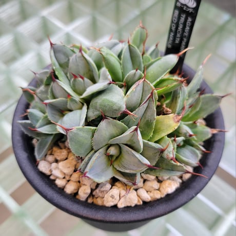AGAVE PARRYI TRUNCATA BED OF NAILS