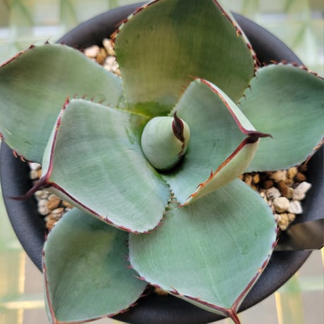 AGAVE PARRYI TRUNCATA CUP LEAF