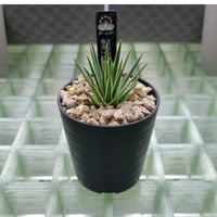 AGAVE 姫吹上白覆輪