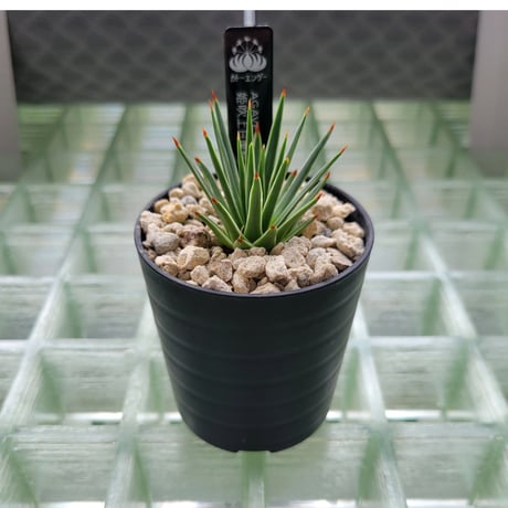 CATEGORY AGAVE | カトーエンゲー東京