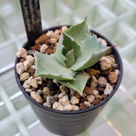 AGAVE ISTHMENSIS INLAND FORM