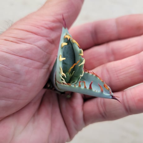 AGAVE ZEBRA SQUARE TOOTH