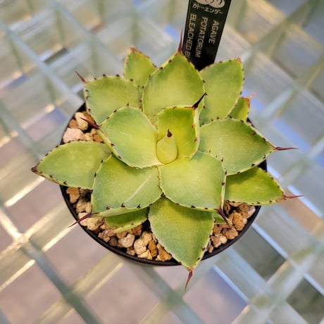AGAVE BLEACHED BLONDE