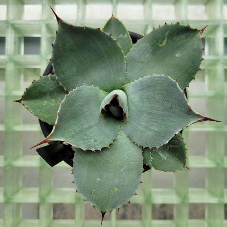 AGAVE PARRYI HUACHUCENSIS 吉祥天
