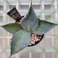 AGAVE MAD COW(COLORATA×BOVICORNUTA)