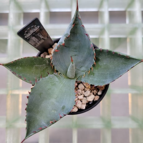 AGAVE MAD COW(COLORATA×BOVICORNUTA)