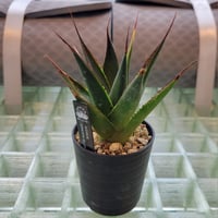 AGAVE GREEN GLOW