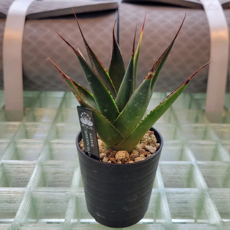 AGAVE GREEN GLOW