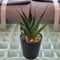 AGAVE GREEN GLOW