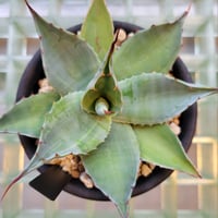 AGAVE OVATIFOLIA VARIEGATA凸凹