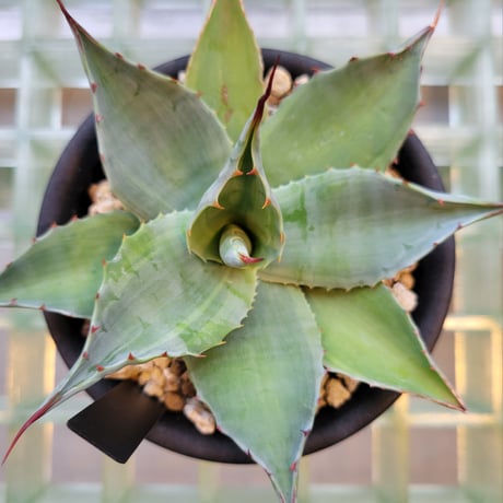 AGAVE OVATIFOLIA VARIEGATA凸凹