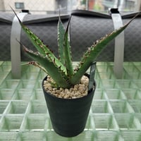 AGAVE KERCHOVEI(SP.)×COLORATA【カトーエンゲーハイブリッド】