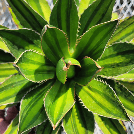 AGAVE LOPHANTHA MULTIGREEN