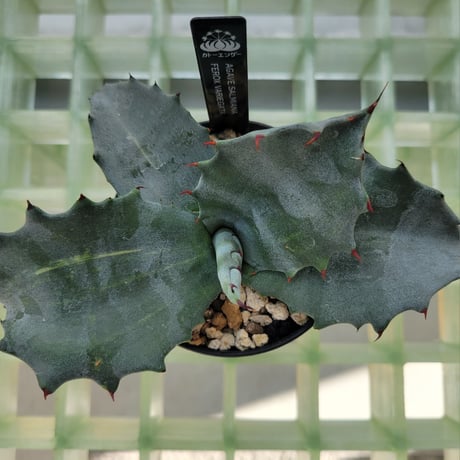 AGAVE SALMIANA FEROX VARIEGATA