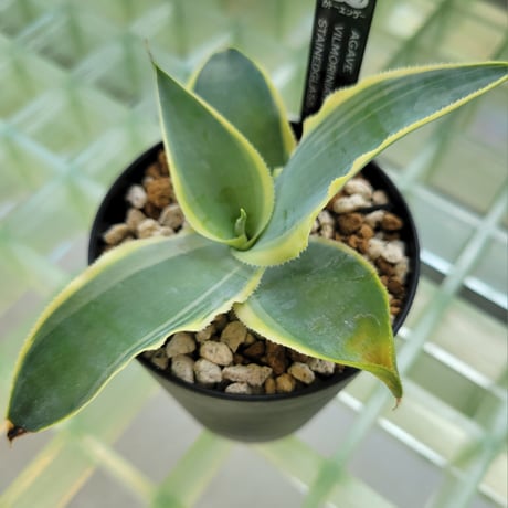 AGAVE VILMORINIANA STAINEDGLASS
