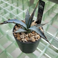 AGAVE UTAHENSIS NEVADENSIS×KERCHOVEI(SP.) 【カトーエンゲーハイブリッド】