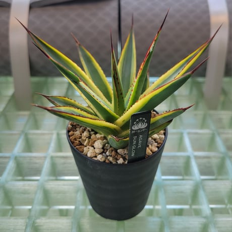 AGAVE SUN GLOW